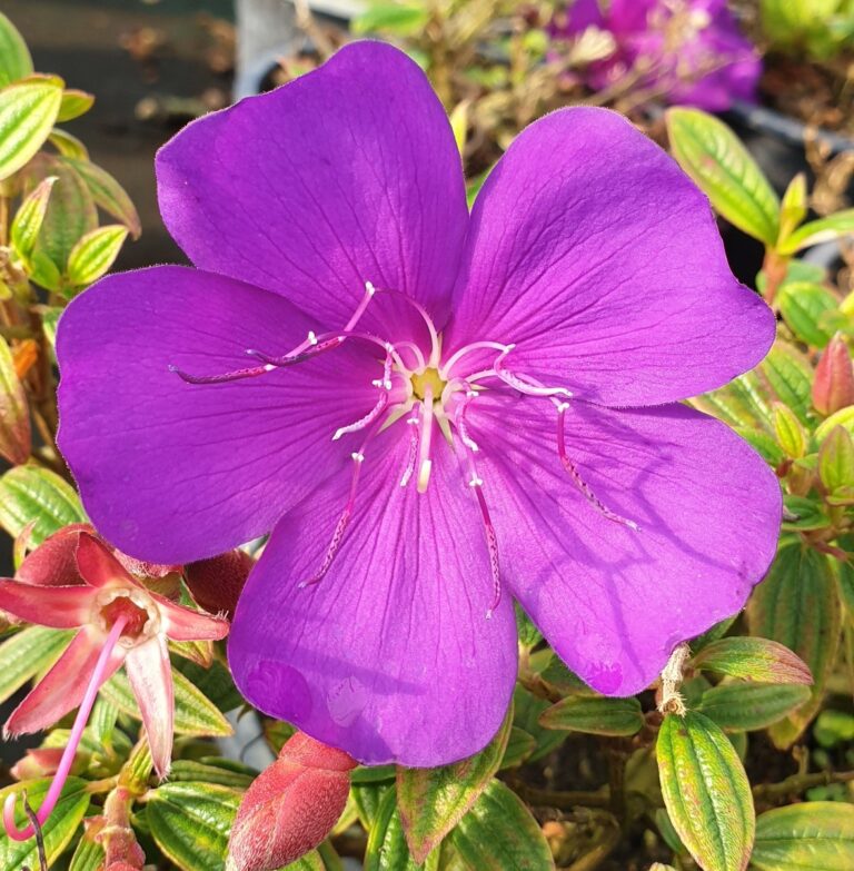 lg tibouchina groovy baby  2  768x783