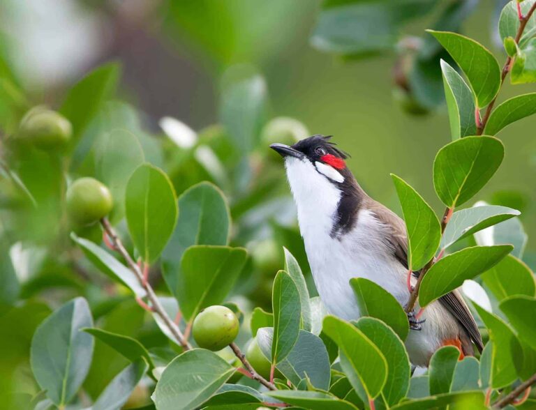 Birds Mauritius
